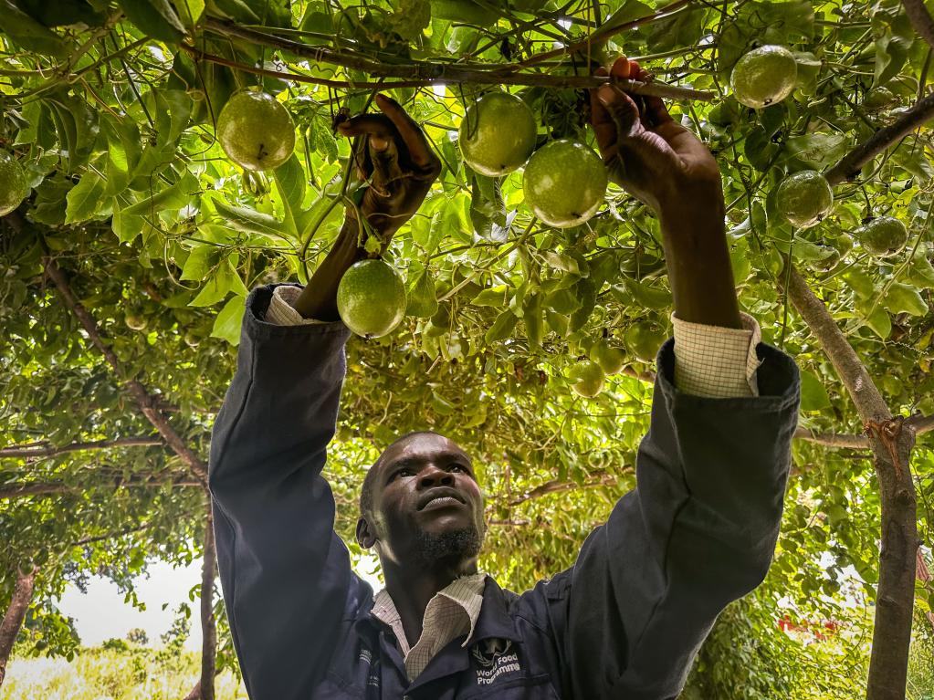 Ramathan at work in his tomato garden 